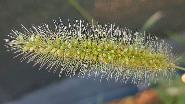 Setaria viridis