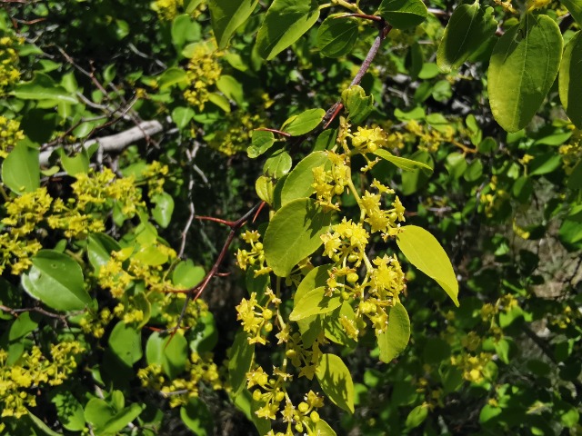Paliurus spina-christi