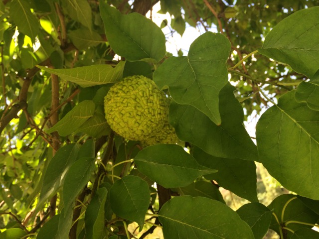 Maclura pomifera