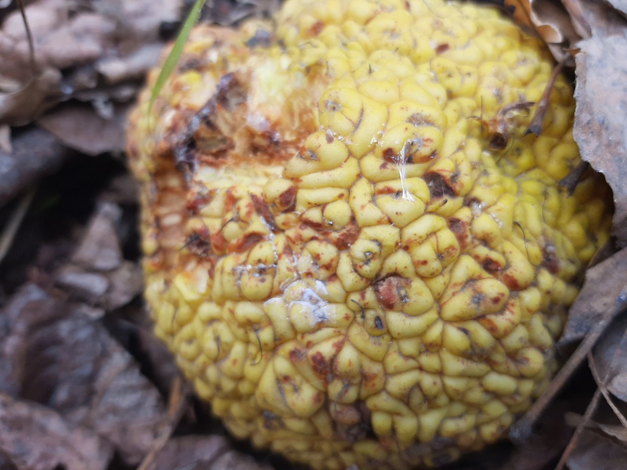 Maclura pomifera