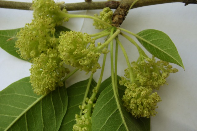 Maclura pomifera