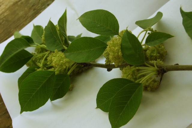 Maclura pomifera