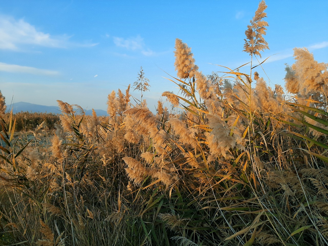 Phragmites australis
