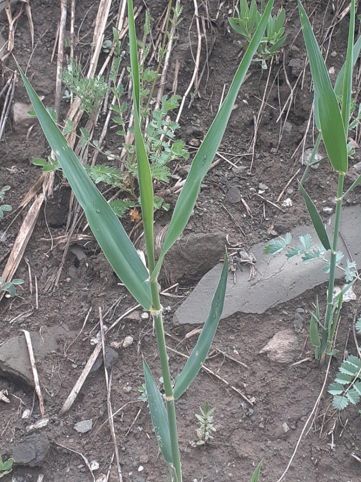 Phragmites australis