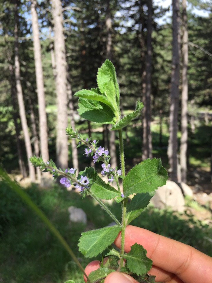 Veronica officinalis