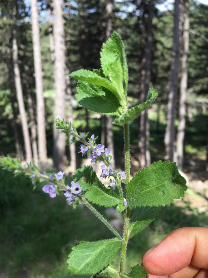 Veronica officinalis