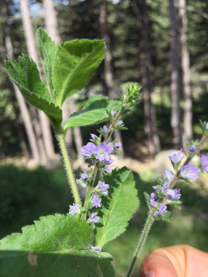 Veronica officinalis