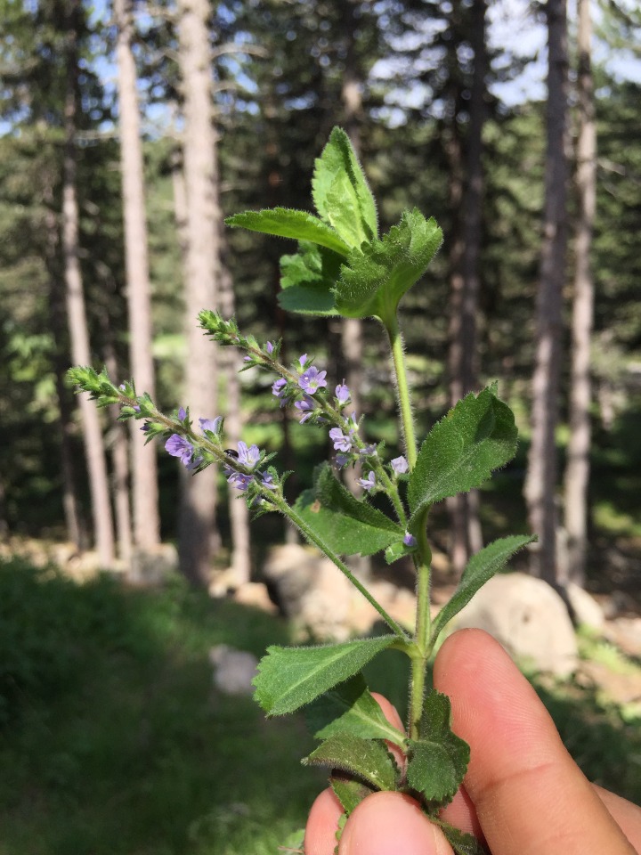 Veronica officinalis