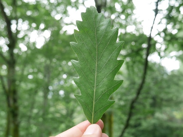 Quercus castaneifolia