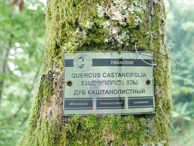 Quercus castaneifolia