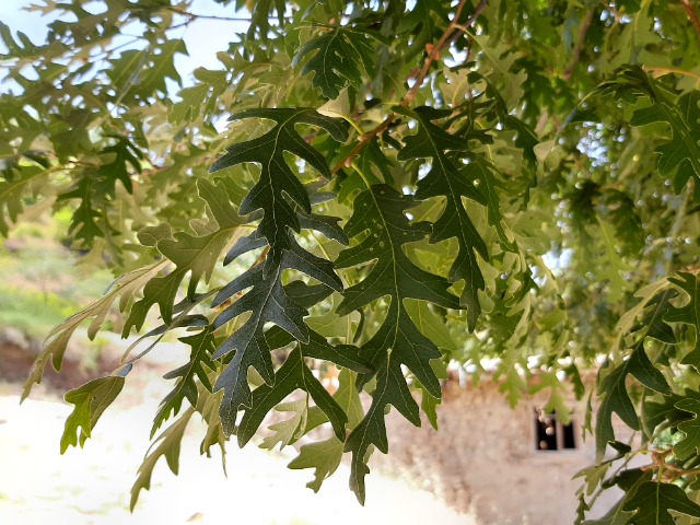 Quercus cerris