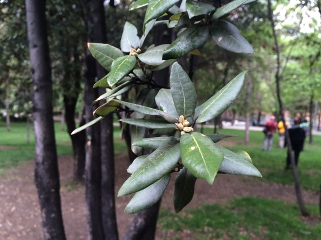 Quercus ilex