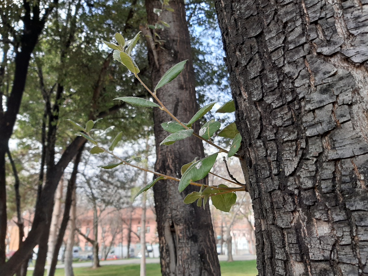 Quercus ilex