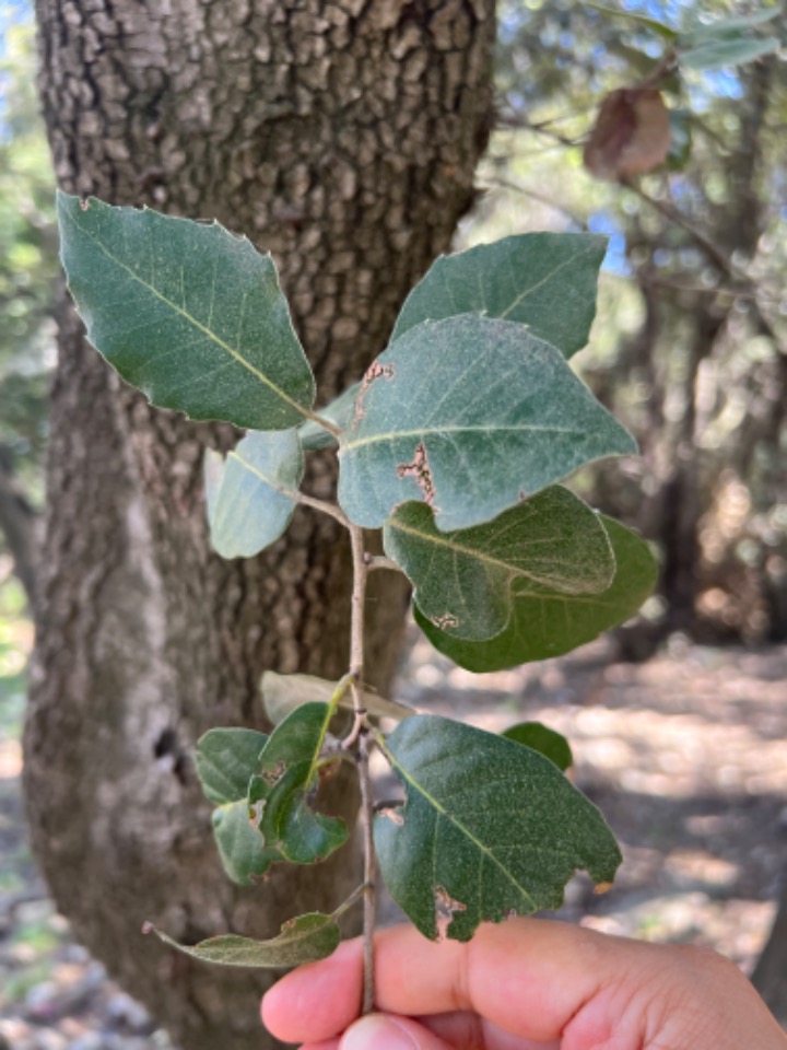 Quercus ilex