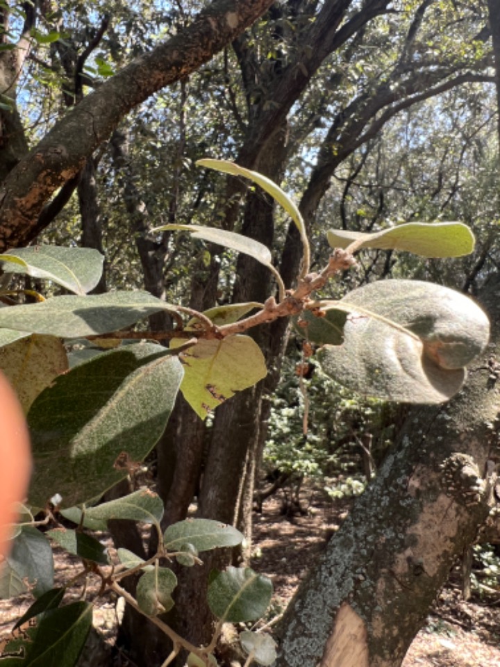 Quercus ilex