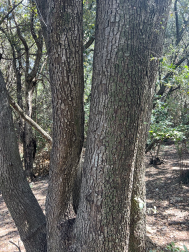 Quercus ilex