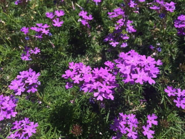 Phlox subulata