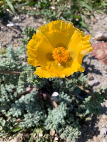 Glaucium flavum