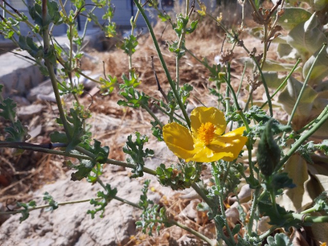 Glaucium flavum