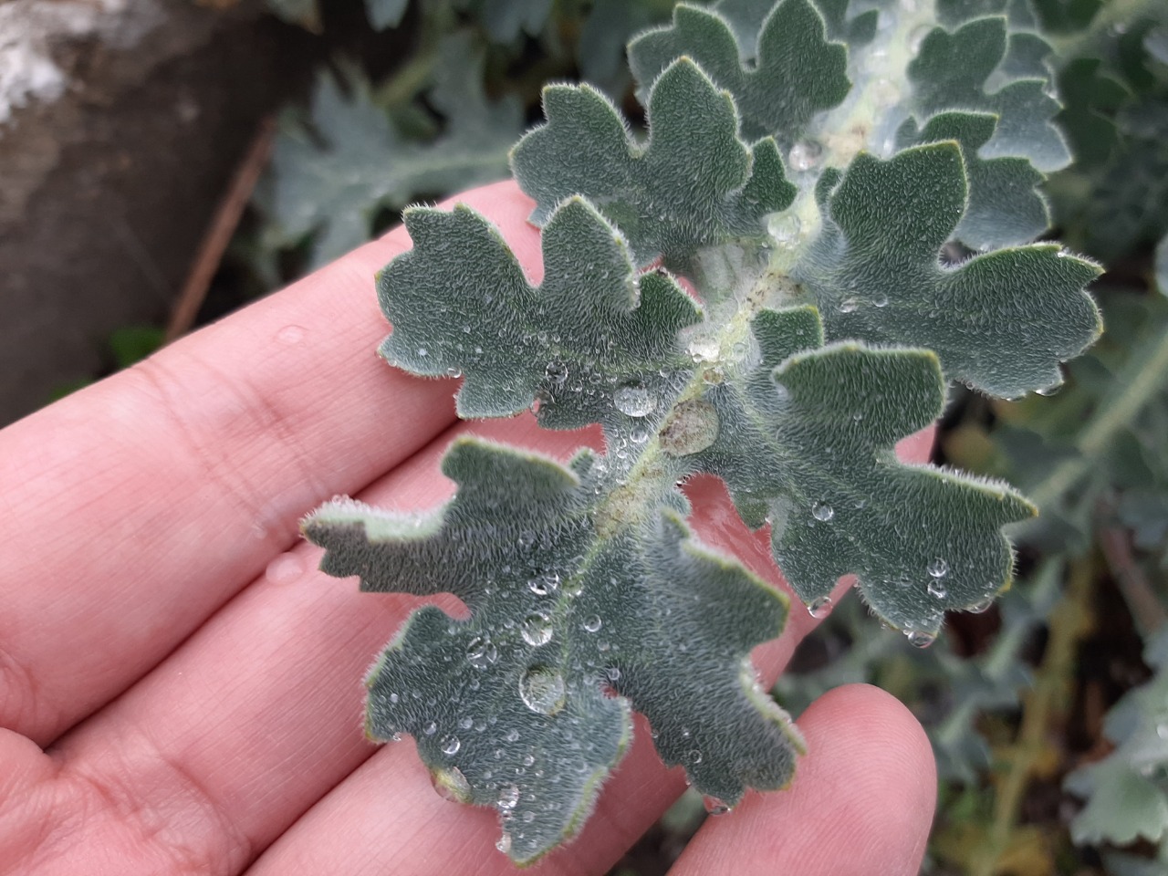 Glaucium flavum