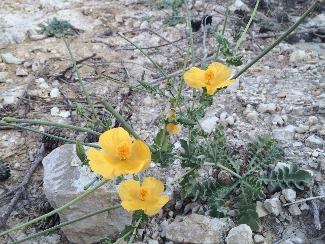 Glaucium flavum