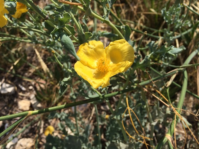 Glaucium flavum