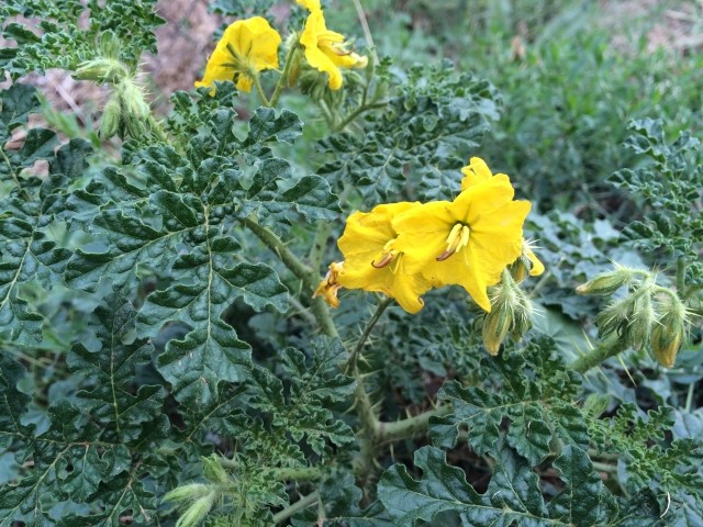 Solanum angustifolium