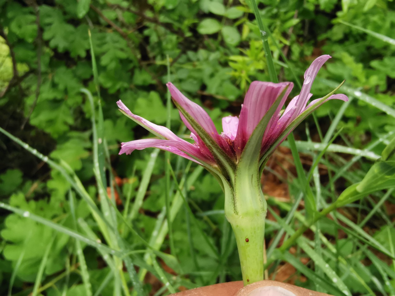 Tragopogon porrifolius