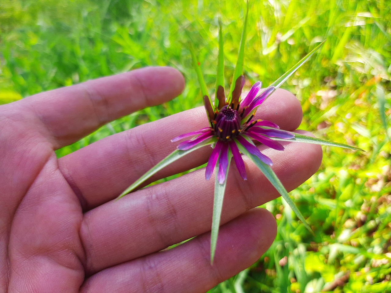 Tragopogon porrifolius