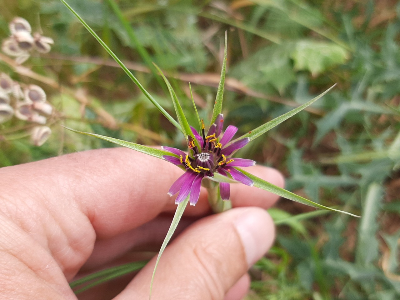 Tragopogon porrifolius