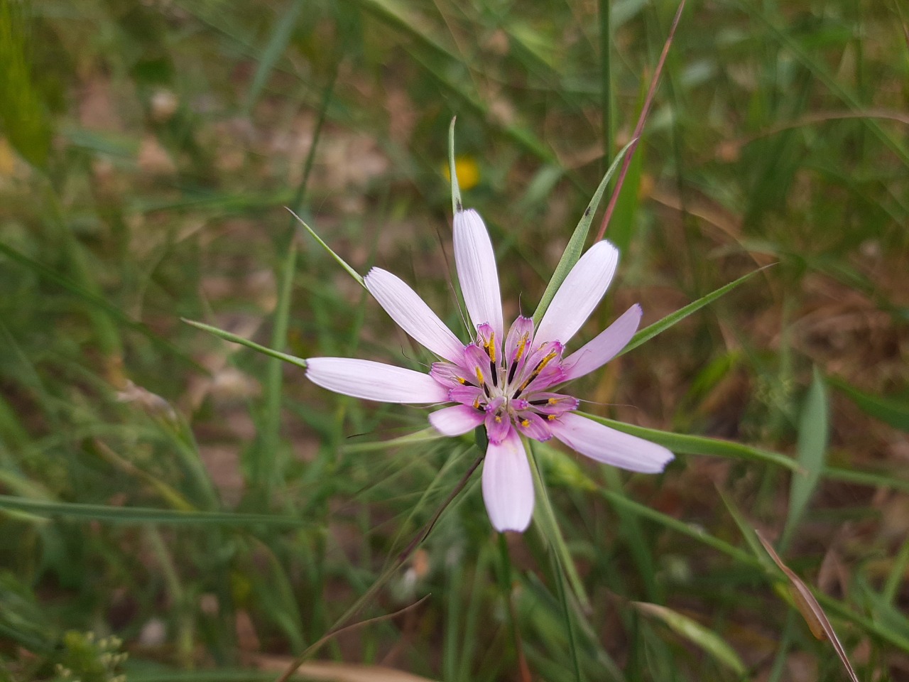 Tragopogon porrifolius