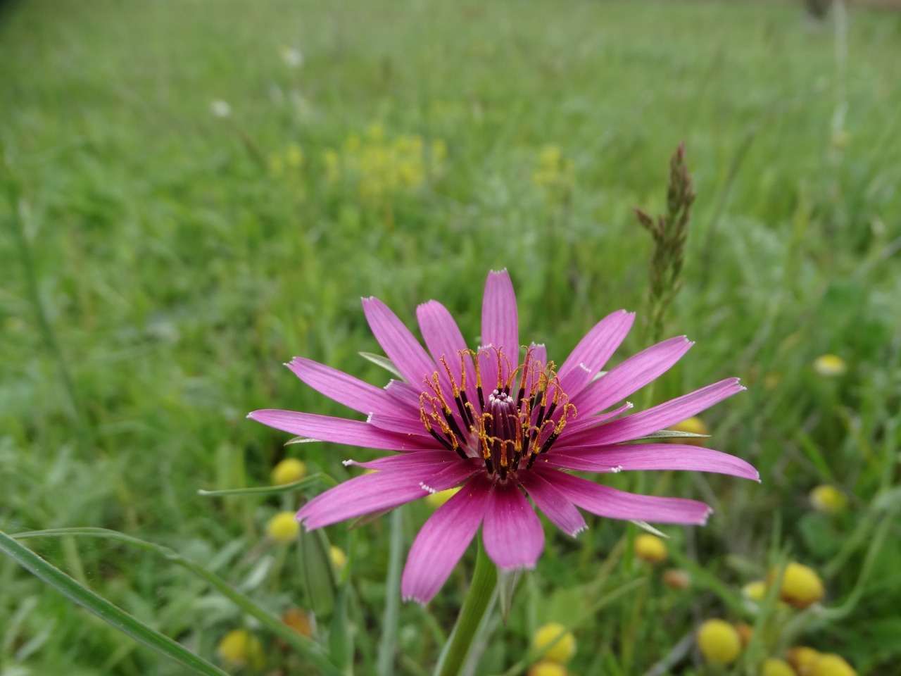 Tragopogon porrifolius