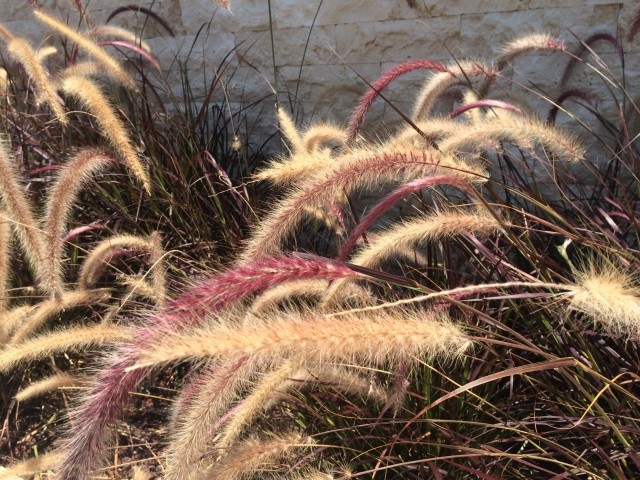 Pennisetum setaceum rubrum