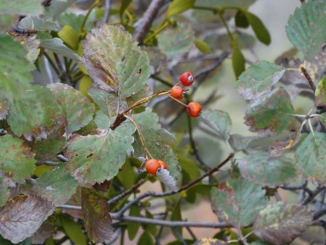 Sorbus umbellata