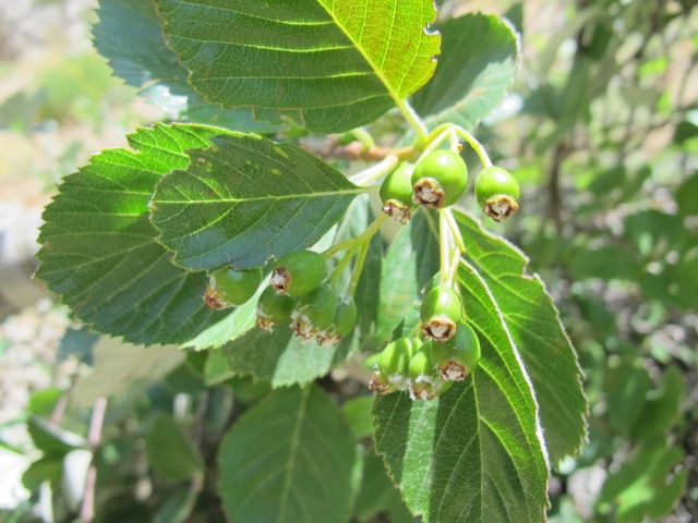 Sorbus umbellata