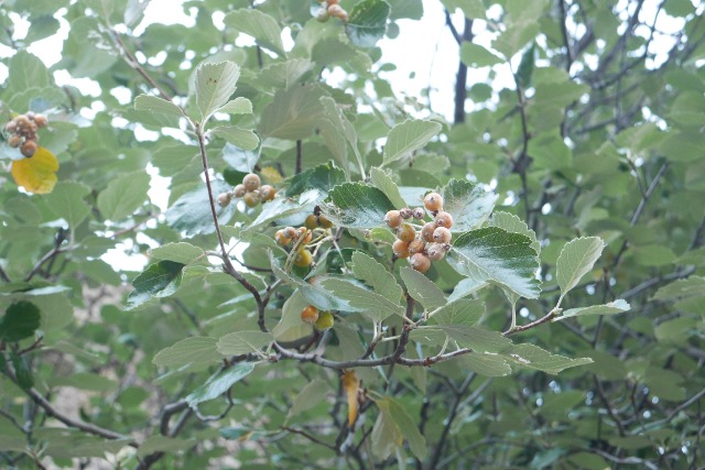 Sorbus umbellata