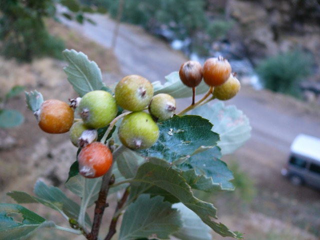 Sorbus umbellata