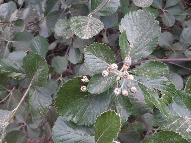 Sorbus umbellata