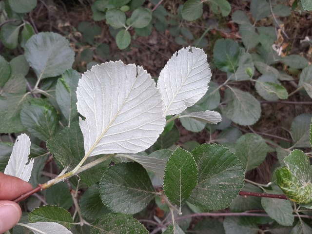 Sorbus umbellata