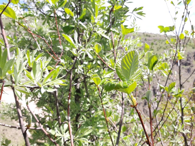 Sorbus umbellata