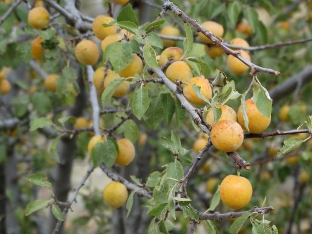 Prunus divaricata