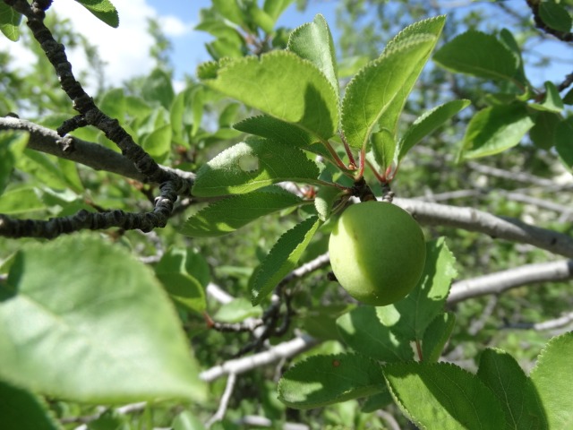 Prunus divaricata