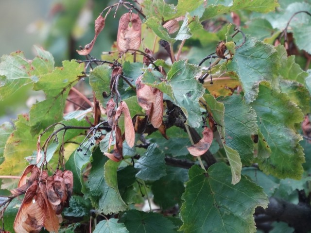 Acer tataricum