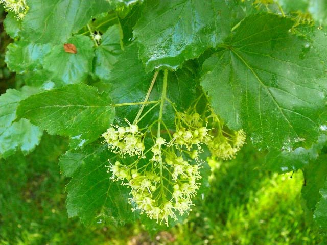 Acer tataricum