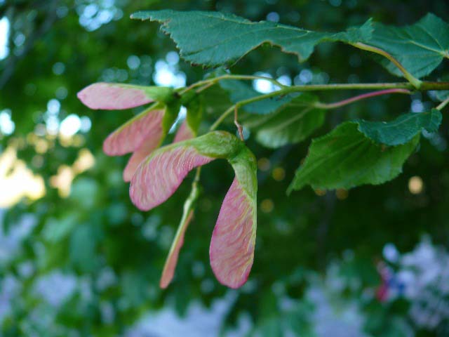 Acer tataricum