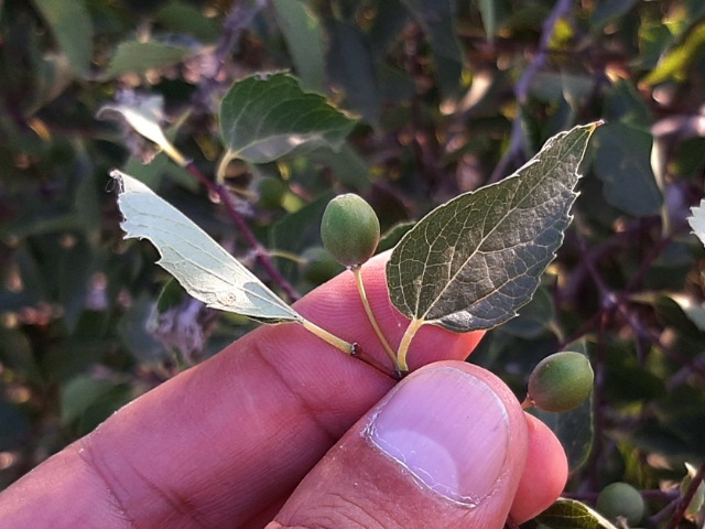 Celtis australis