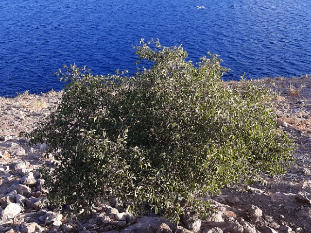 Celtis australis