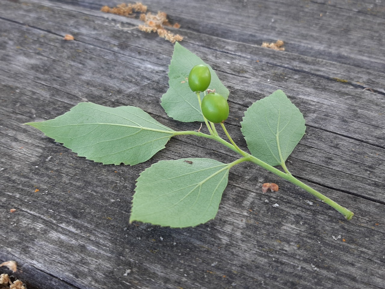 Celtis australis