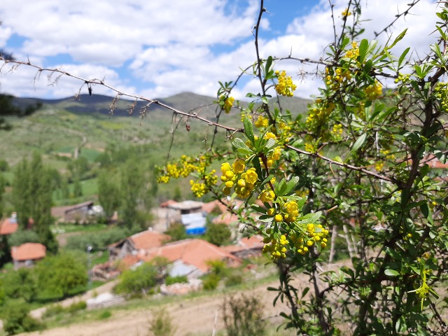 Berberis crataegina