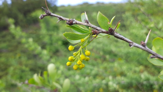 Berberis crataegina